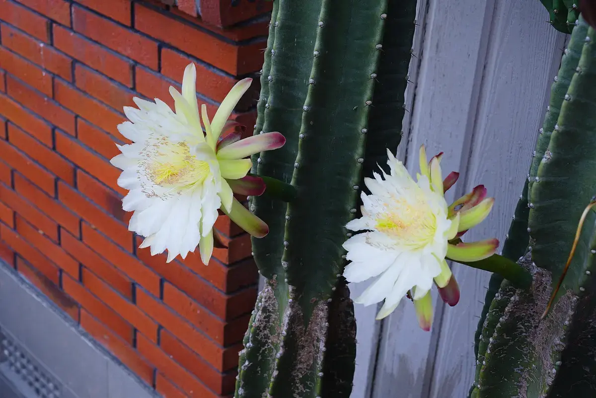 Cactus columnar