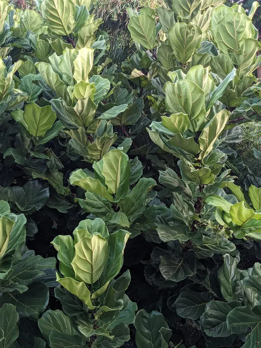 Ficus lyrata